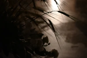Meditation 38